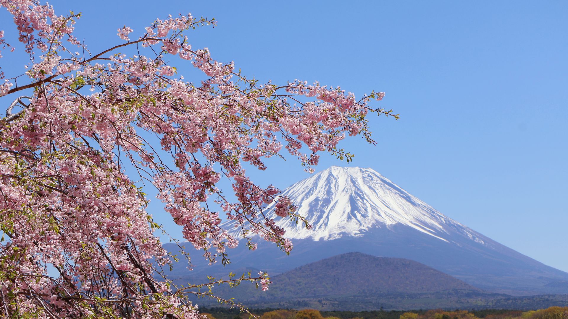 Tokyo Spring Festival 2026